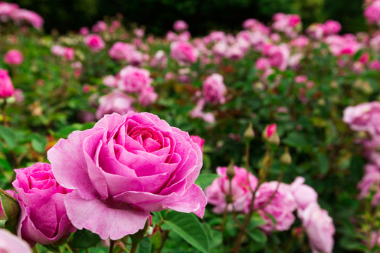 Fragranza alla rosa